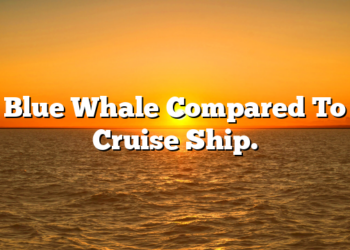Blue Whale Compared To Cruise Ship.