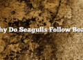Why Do Seagulls Follow Boats